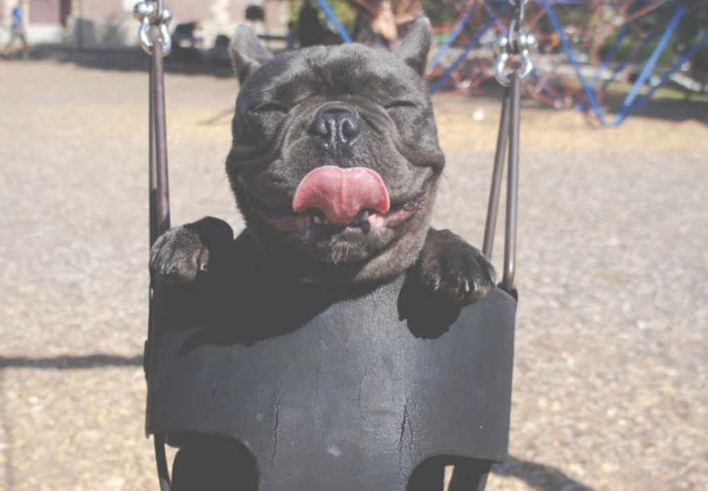 dog with tongue out in child swing
