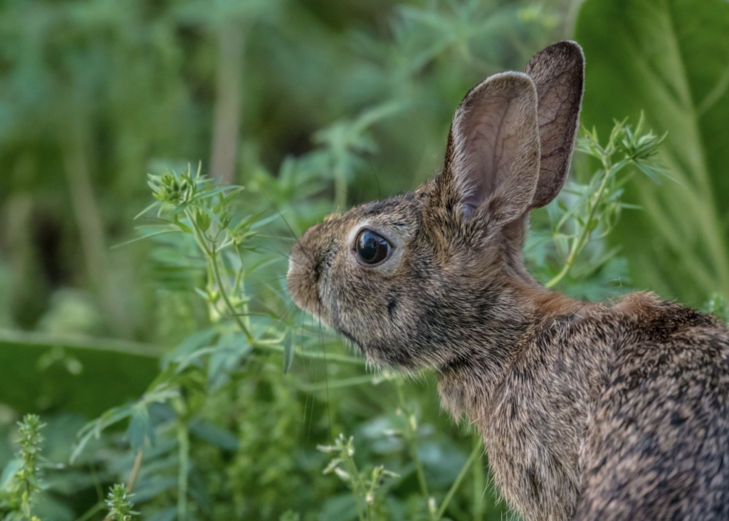 rabbit in profile
