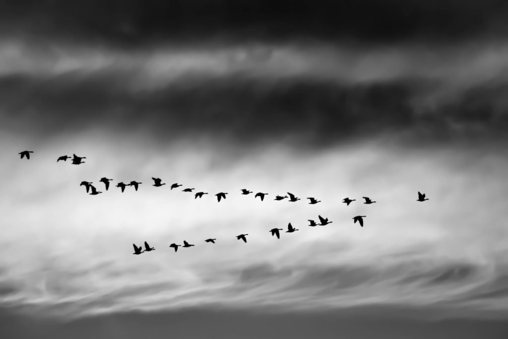 black and white photo of birds flying in v formation