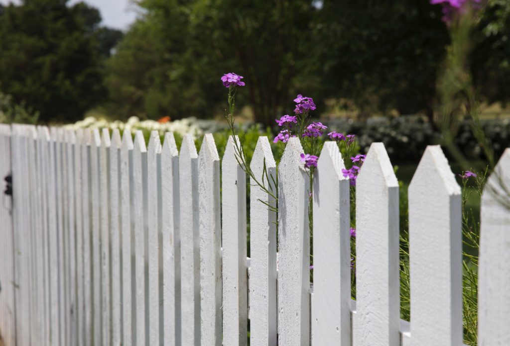 white picket fence with small purple flowers