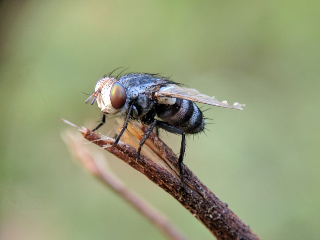 closeup of fly on branch