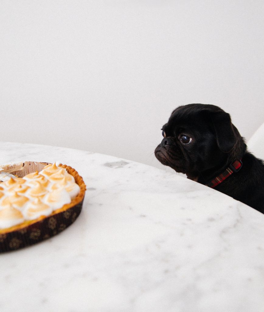 small black dog starring at pie on table top